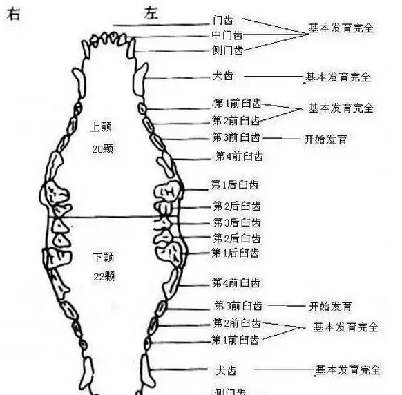 自家的狗子到底多大了？这五种方法教你辨别！ | 宠物狗饲养