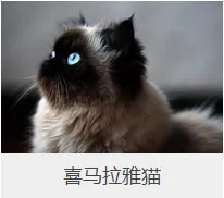 盘点67种猫猫品种大全，太详细了！ | 宠物猫选购技巧