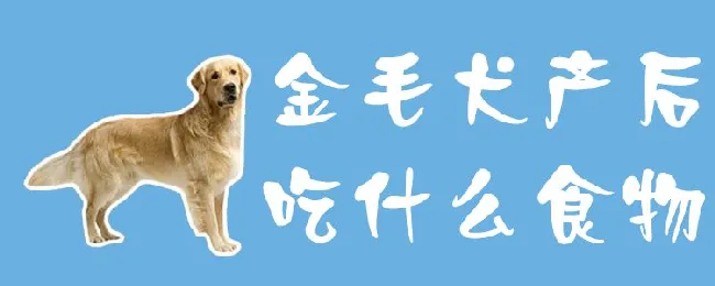 金毛犬产后吃什么食物 | 宠物病虫害防治