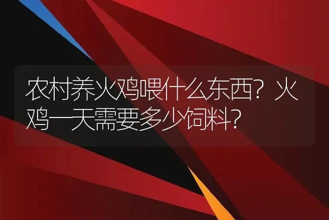 农村养火鸡喂什么东西？火鸡一天需要多少饲料？ | 家禽养殖