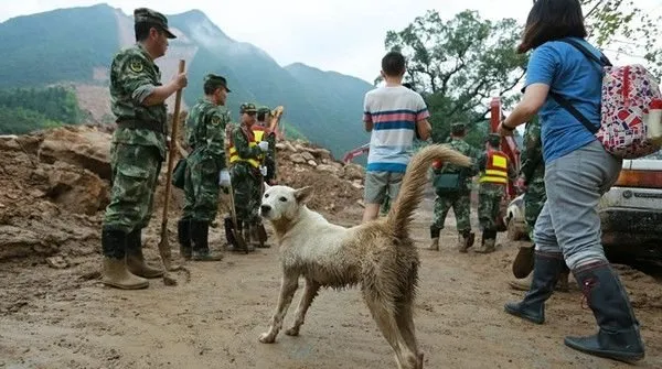 你不来 我不走 人狗情未了----浙江遂昌山体滑坡 狗狗为等主人数日不愿离去 | 宠物新闻资讯