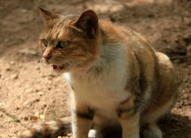 猫咪在地震的时候会有什么反应 | 宠物百科知识