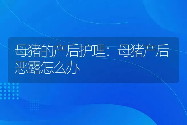 母猪的产后护理：母猪产后恶露怎么办 | 兽医知识大全