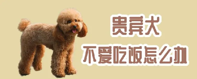 贵宾犬不爱吃饭怎么办 | 宠物病虫害防治