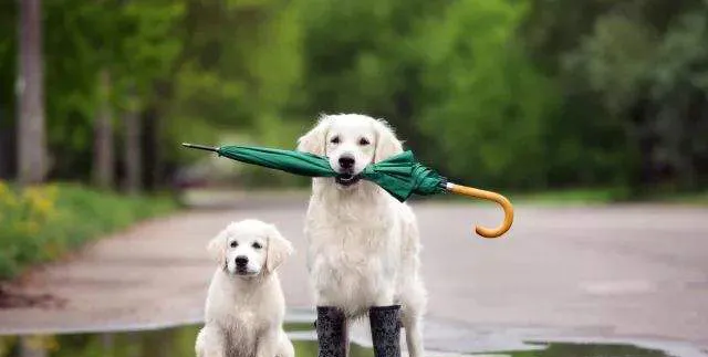 狗狗在雨季出门需要注意这些事项 | 宠物狗饲养