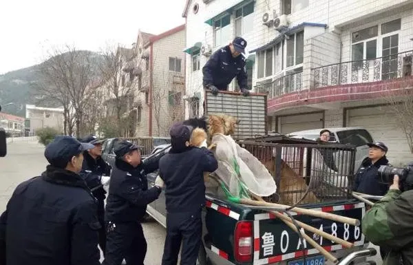 “养犬积分制”来了：不带链扣3分 | 宠物政策法规