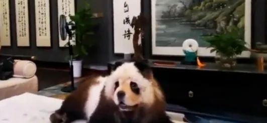 松狮犬花费千元染成熊猫走红, 医生不建议给宠物染色! | 宠物新闻资讯