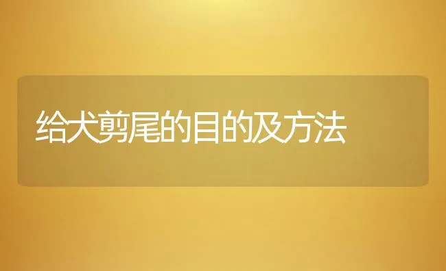 给犬剪尾的目的及方法 | 宠物病虫害