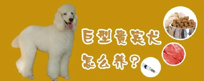 巨型贵宾犬怎么养 | 宠物病虫害防治