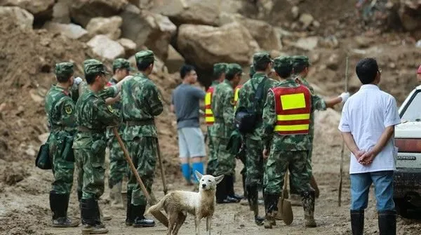 你不来 我不走 人狗情未了----浙江遂昌山体滑坡 狗狗为等主人数日不愿离去 | 宠物新闻资讯