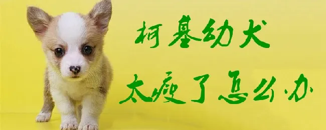 柯基幼犬太瘦了怎么办 | 宠物病虫害防治