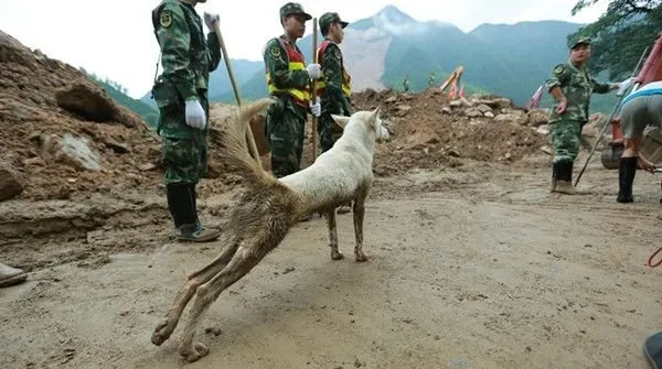 你不来 我不走 人狗情未了----浙江遂昌山体滑坡 狗狗为等主人数日不愿离去 | 宠物新闻资讯