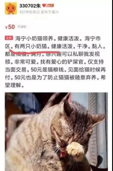 网曝浙江大学学生虐杀小奶猫：不给钱就天天杀猫! | 宠物新闻资讯