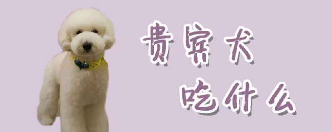 贵宾犬吃什么 | 宠物病虫害防治