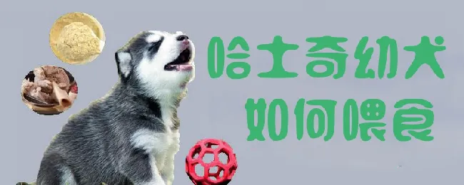 哈士奇幼犬如何喂食 | 宠物病虫害防治