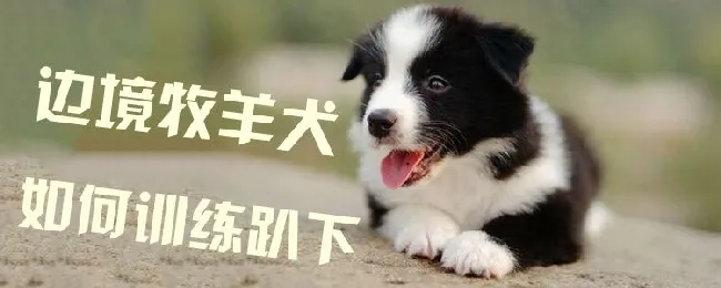 边境牧羊犬如何训练趴下 | 宠物训练技巧