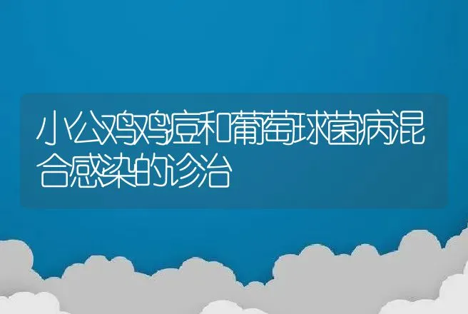 小公鸡鸡痘和葡萄球菌病混合感染的诊治 | 动物养殖