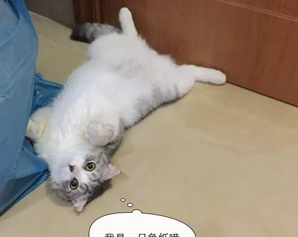 养一只黏人的猫咪是怎样的体验! | 宠物猫饲养