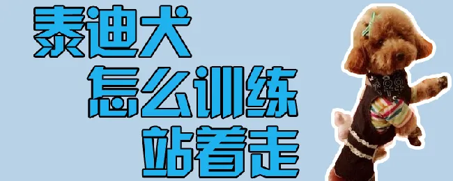 泰迪犬怎么训练站着走 | 宠物训练技巧