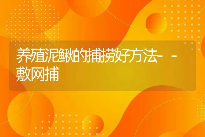 养殖泥鳅的捕捞好方法--敷网捕 | 渔业捕捞