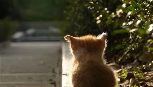 让猫咪在室内也能快乐生活的小窍门 | 宠物百科知识