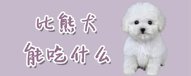 小比熊能吃什么 | 宠物病虫害防治