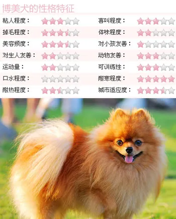 博美犬怎么养喂养博美的方法 | 宠物狗饲养