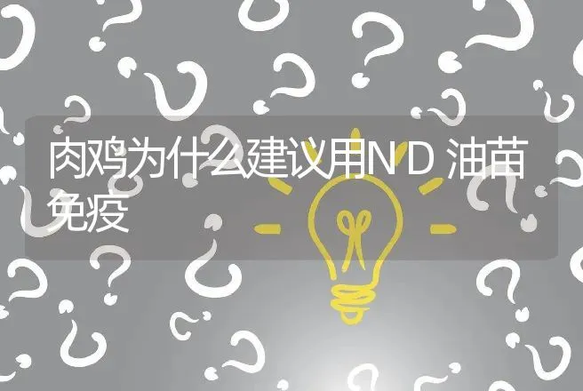 肉鸡为什么建议用ND油苗免疫 | 动物养殖