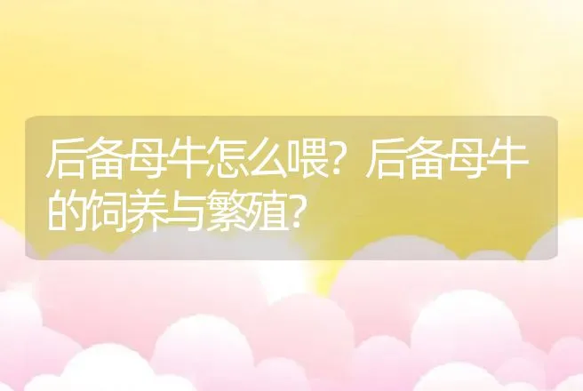 后备母牛怎么喂？后备母牛的饲养与繁殖？ | 家畜养殖