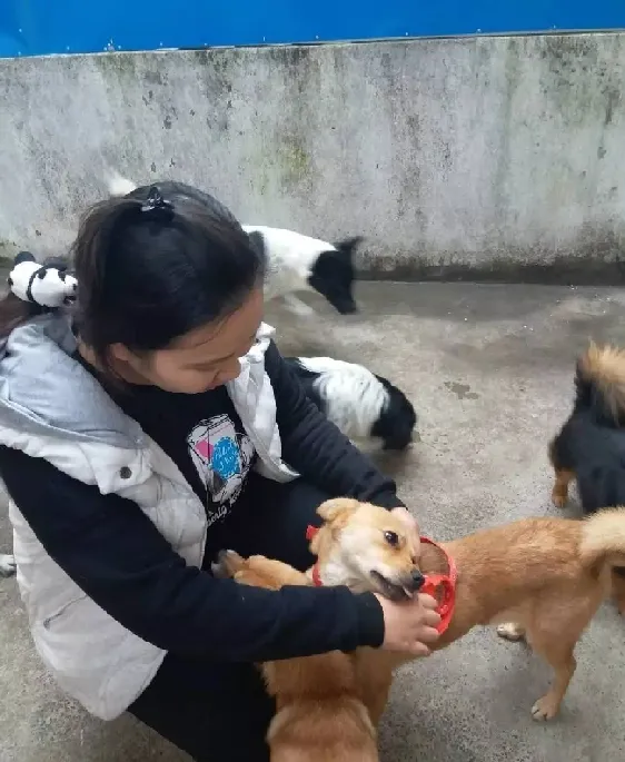 西宫流浪狗基地的点点滴滴 | 宠物新闻资讯