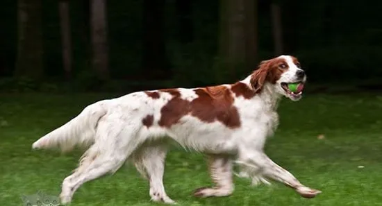 爱尔兰红白雪达犬咳嗽怎么办 咳嗽治疗方法 | 宠物病虫害防治