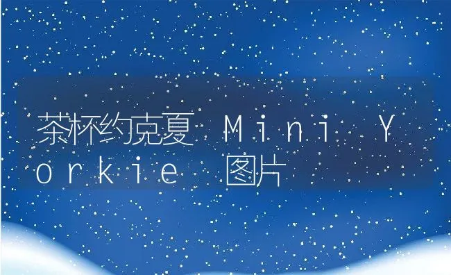 茶杯约克夏 Mini Yorkie 图片 | 宠物趣闻