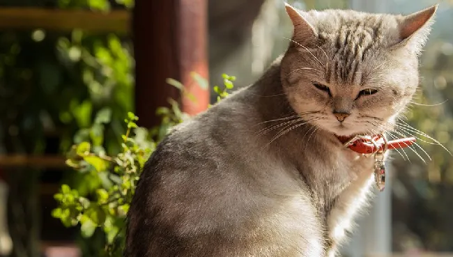 猫咪呕吐是怎么回事？猫咪呕吐原因！ | 宠物猫病虫害防治