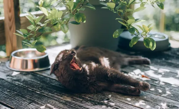 猫猫的基础家庭体检 | 宠物猫饲养