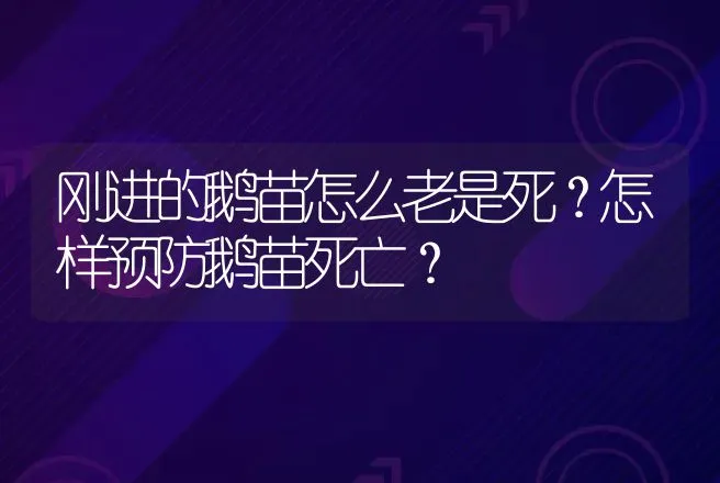 刚进的鹅苗怎么老是死？怎样预防鹅苗死亡？ | 兽医知识大全