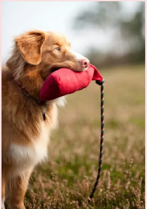 新斯科舍猎鸭寻猎犬资料介绍_苏格兰猎鸭寻回犬价格 | 宠物狗饲养