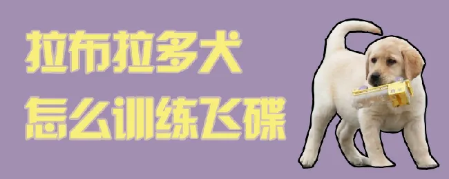 拉布拉多犬怎么训练飞碟 | 宠物训练技巧