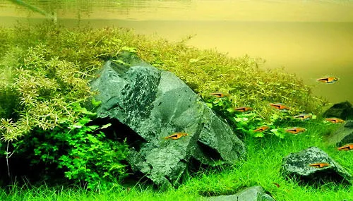 水族养殖中造景的误区 | 宠物病虫害防治