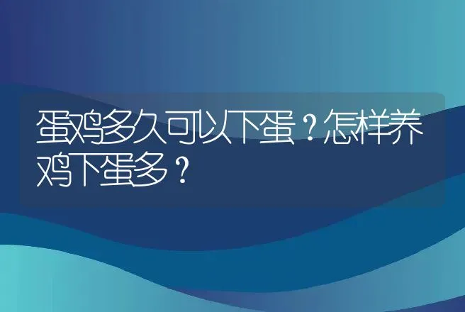 蛋鸡多久可以下蛋？怎样养鸡下蛋多？ | 家禽养殖