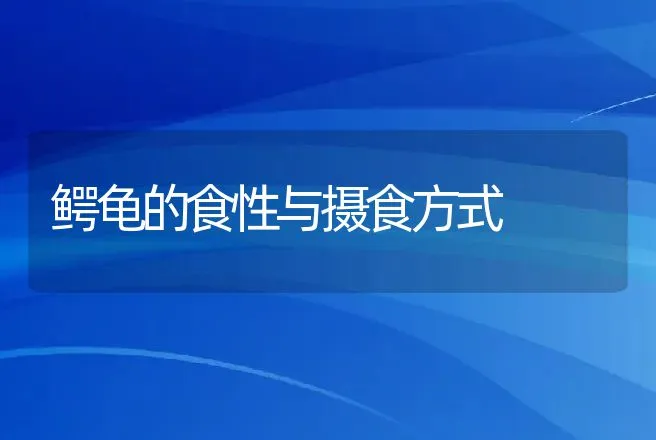 鳄龟的食性与摄食方式 | 动物养殖