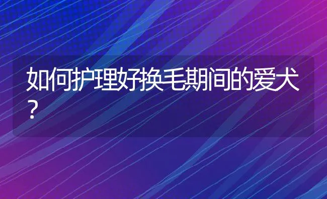 如何护理好换毛期间的爱犬？ | 宠物趣闻