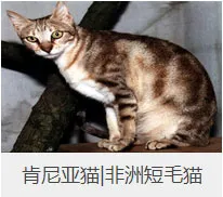 盘点67种猫猫品种大全，太详细了！ | 宠物猫选购技巧