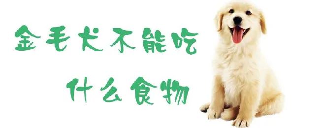 金毛犬不能吃什么食物 | 宠物病虫害防治