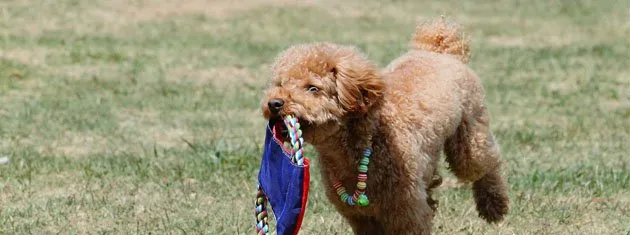 贵宾犬好养吗?贵宾犬饲养方法_贵宾犬怎样训练 | 宠物狗训练技巧