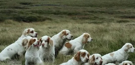 如何训练西班牙小猎犬站立 西班牙小猎犬站立训练 | 宠物训练技巧