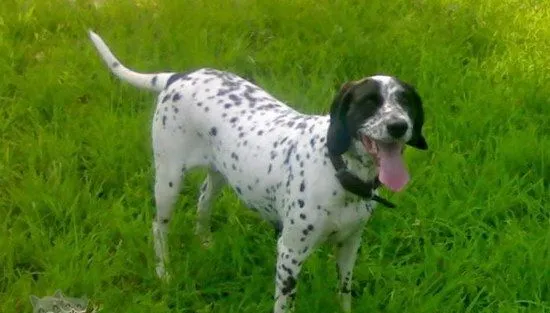 波音达猎犬拉稀怎么办 波音达猎犬拉肚子解决方法 | 宠物病虫害防治