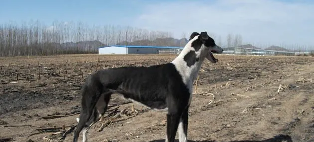 【格力犬】格力犬市场价及饲养方法_图片|价格|训练 | 宠物狗饲养