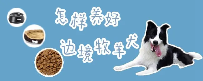 怎样养好边境牧羊犬 | 宠物病虫害防治