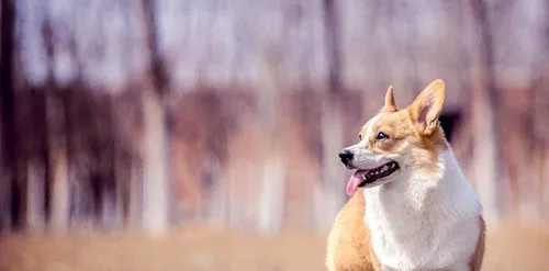 柯基犬怎么训练？诱导、强迫、禁止和奖励 | 宠物狗训练技巧