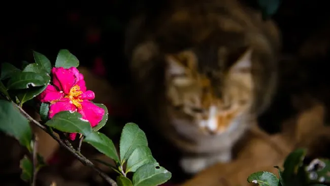 街拍猫猫图片_喵星人高清写真_可爱猫猫壁纸 | 宠物猫图片